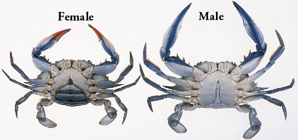 female and male blue crabs
