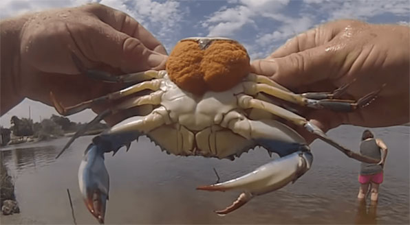 pregnant female blue crab with egg sac
